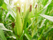 Sweet Corn Seeds – Zea mays