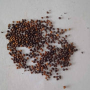 Yellow Thyme Seeds