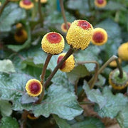 Yellow Toothache Seeds