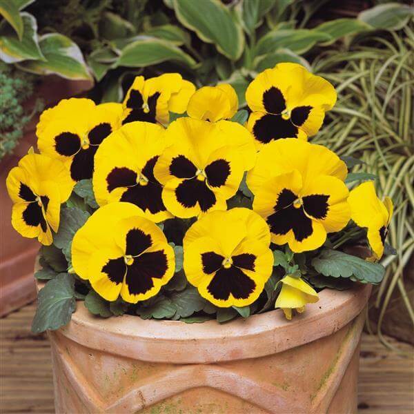 Yellow Trichromatic Pansy Seeds