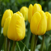 Yellow Tulip Seeds
