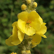 Yellow Verbascum Thapsus Seeds, Herbal