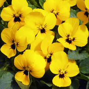 Yellow Viola Seeds