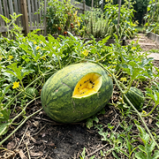 Watermelon Seeds – Citrullus lanatus