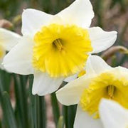 Yellow & White Daffodils Seeds - Flower Plant