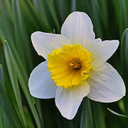 Yellow & White Daffodils Seeds - Flower Plant