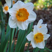 Yellow & White Daffodils Seeds - Flower Plant
