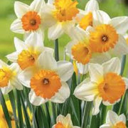 Yellow & White Daffodils Seeds - Flower Plant