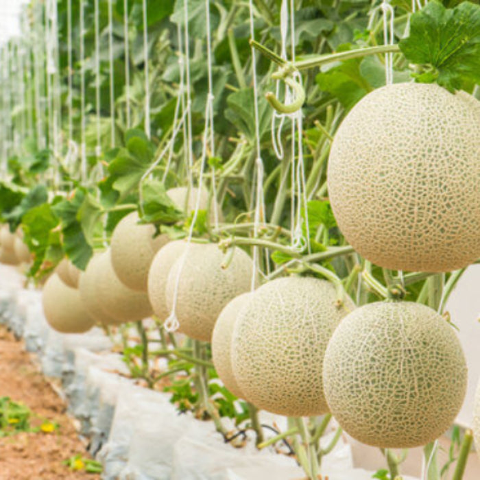 Yellow White Musk Melon Seeds, Vegetabe