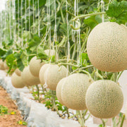 Yellow White Musk Melon Seeds, Vegetabe