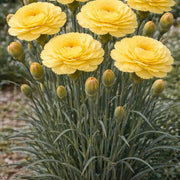 Yellow Wildflower Dianthus Seeds