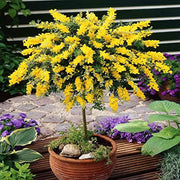 Yellow Wisteria Seeds