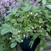 Yellow Wonder Alpine Strawberry Seeds