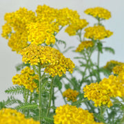Yellow Yarrow Seeds