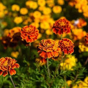 Yellow with Red Marigold Seeds