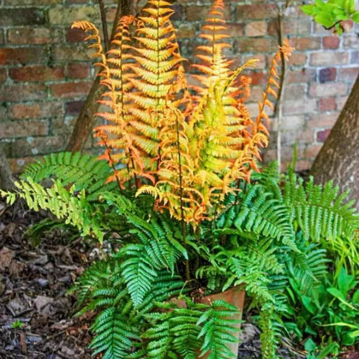 Yellow and Green Fern seeds - Flower Plant
