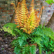 Yellow and Green Fern seeds - Flower Plant