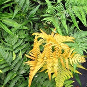 Yellow and Green Fern seeds - Flower Plant