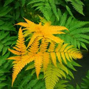 Yellow and Green Fern seeds - Flower Plant