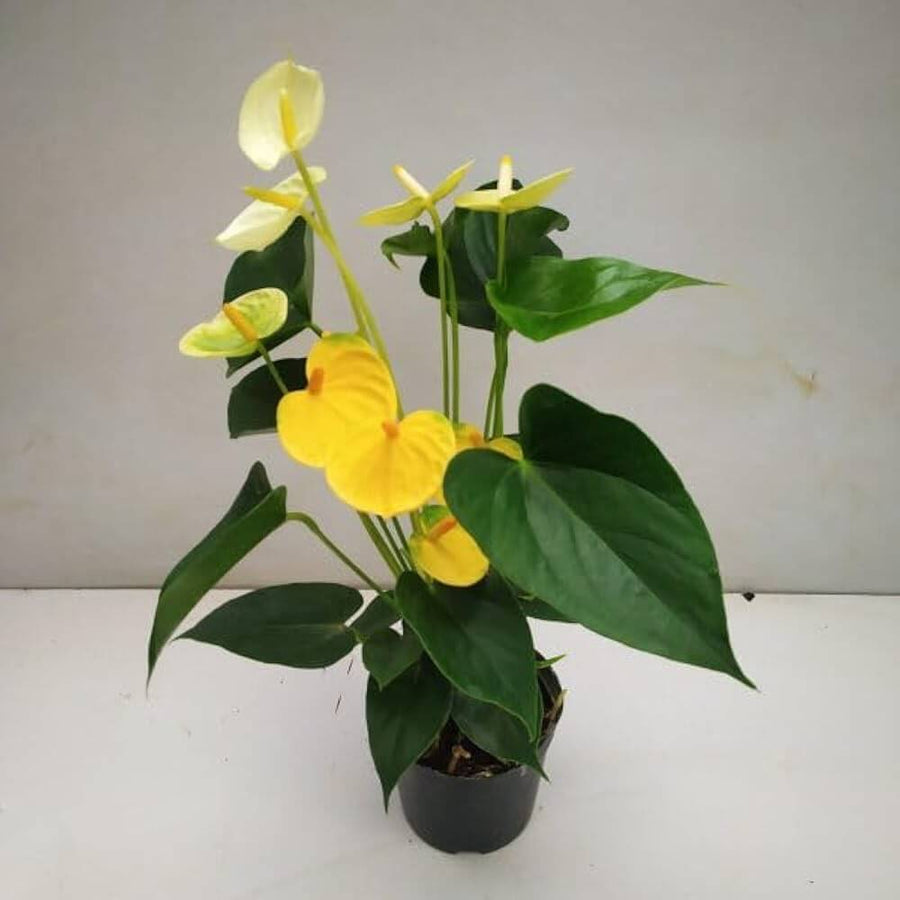Yellow anthurium Seeds