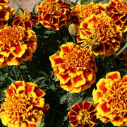 Yellow with Red Marigold Seeds