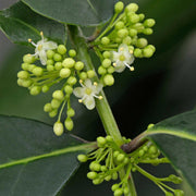 Yerba Mate Seeds - Herbal Seeds