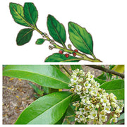 Yerba Mate Seeds - Herbal Seeds