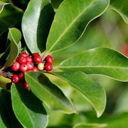 Ilex paraguariensis Yerba Mate Seeds, Herbal