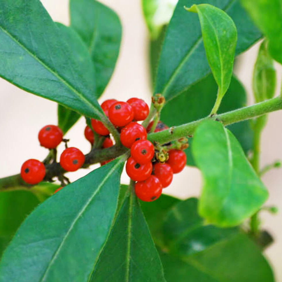 Ilex paraguariensis Yerba Mate Seeds, Herbal