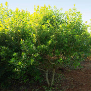 Yerba Mate Seeds - Herbal Seeds
