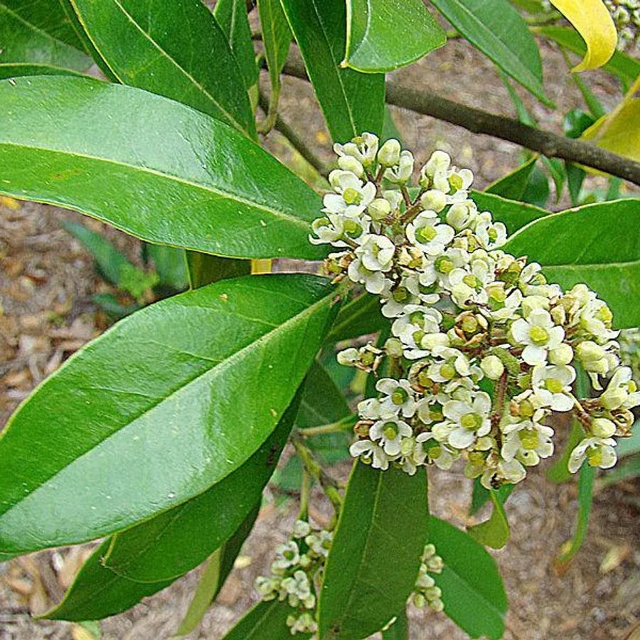 Yerba Mate Seeds - Herbal Seeds
