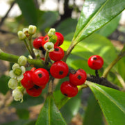 Ilex paraguariensis Yerba Mate Seeds, Herbal