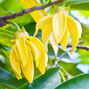 Pollinator Ylang-Ylang Seeds