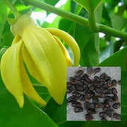 Pollinator Ylang-Ylang Seeds
