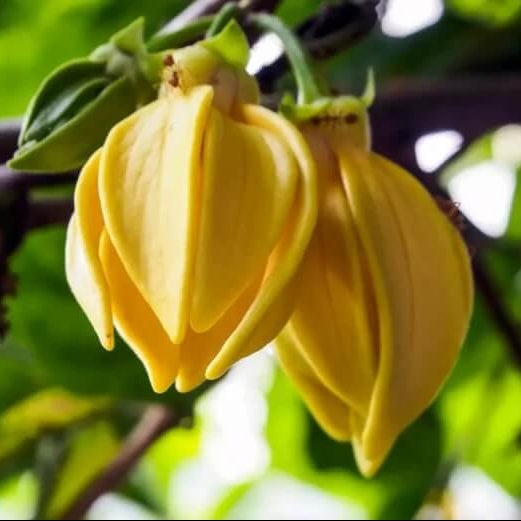 Pollinator Ylang-Ylang Seeds
