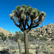 Yucca Brevifolia Seeds