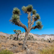 Yucca Brevifolia Seeds
