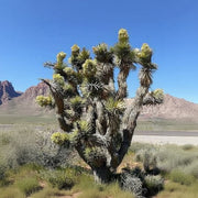 Yucca Brevifolia Seeds