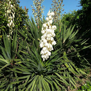 Hardy Yucca Seeds