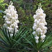 Hardy Yucca Seeds