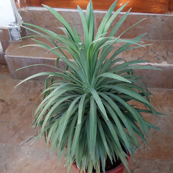 Yucca Seeds - All In One For Home Gardens