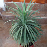 Yucca Seeds - All In One For Home Gardens
