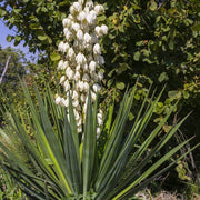 Yucca Seeds - All In One For Home Gardens