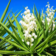 Yucca Seeds - All In One For Home Gardens