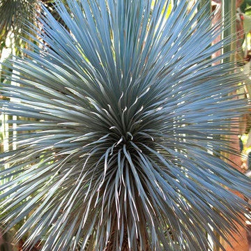 Blue Rostrata Yucca Seeds