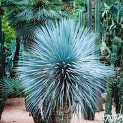 Blue Rostrata Yucca Seeds
