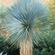 Blue Rostrata Yucca Seeds
