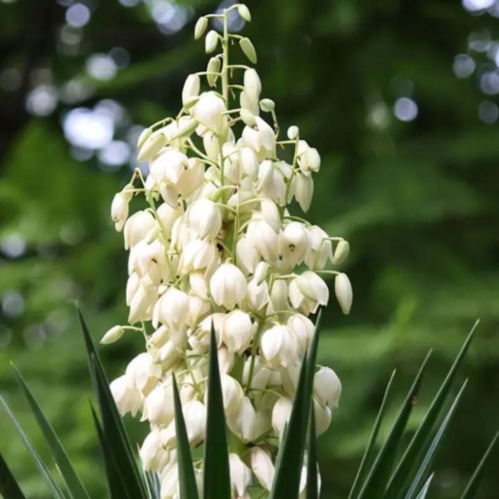 Hardy Yucca Seeds