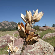 Majestic Yucca Seeds