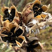Majestic Yucca Seeds